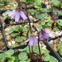 Soldanella dimoniei 